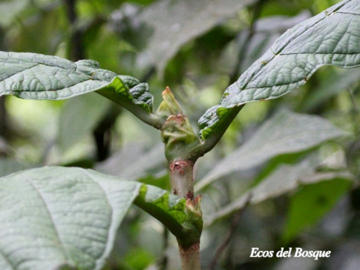 Coccoloba tuerckheimii Coccoloba tuerckheimii