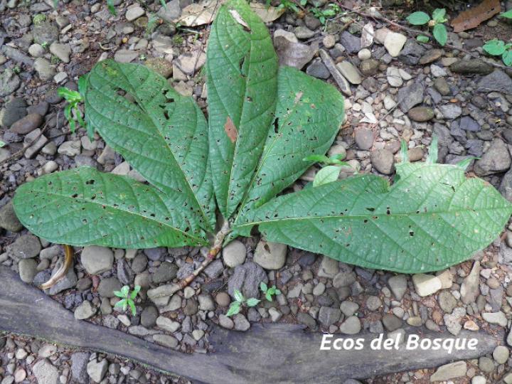 Coccoloba tuerckheimii Coccoloba tuerckheimii