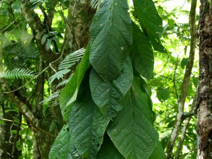 Coccoloba tuerckheimii | Ecos del Bosque