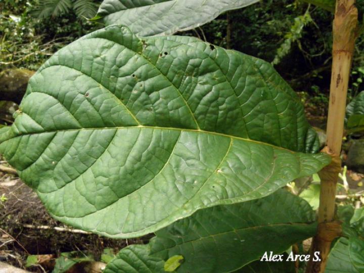 Coccoloba tuerckheimii