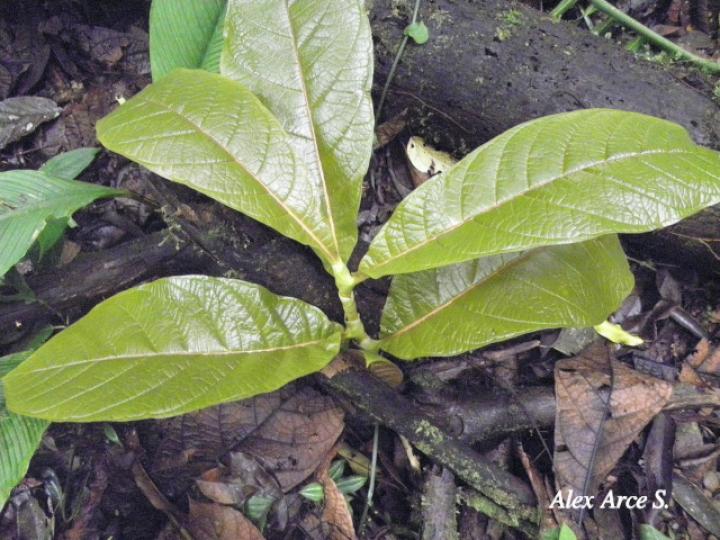 Coccoloba tuerckheimii Coccoloba tuerckheimii