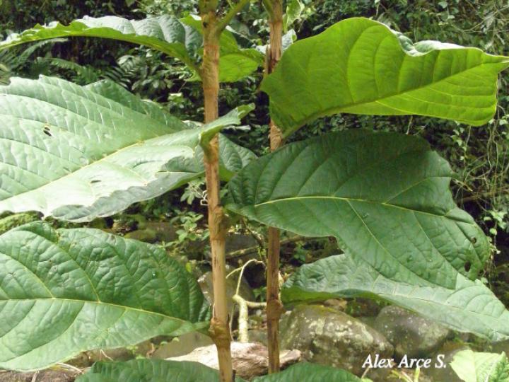 Coccoloba tuerckheimii Coccoloba tuerckheimii