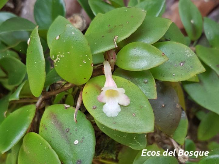 Codonanthe crassifolia