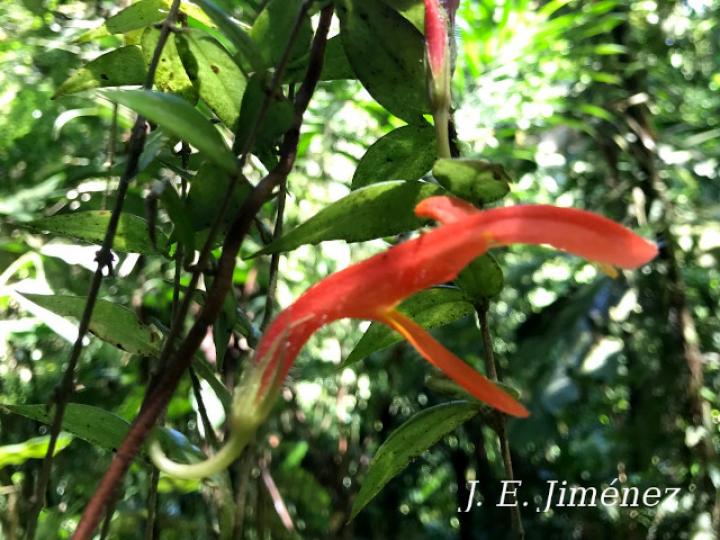 Columnea oerstediana