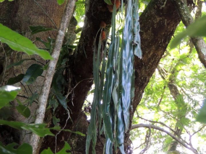 Elaphoglossum herminieri