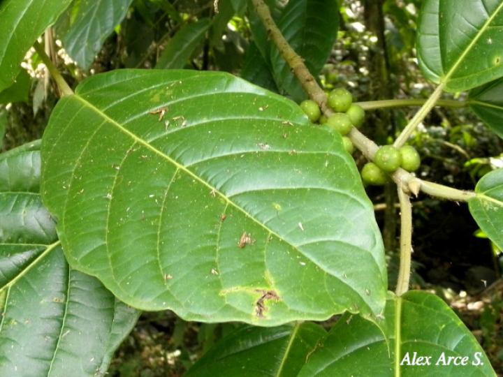 Ficus brevibracteata (Higuerón)