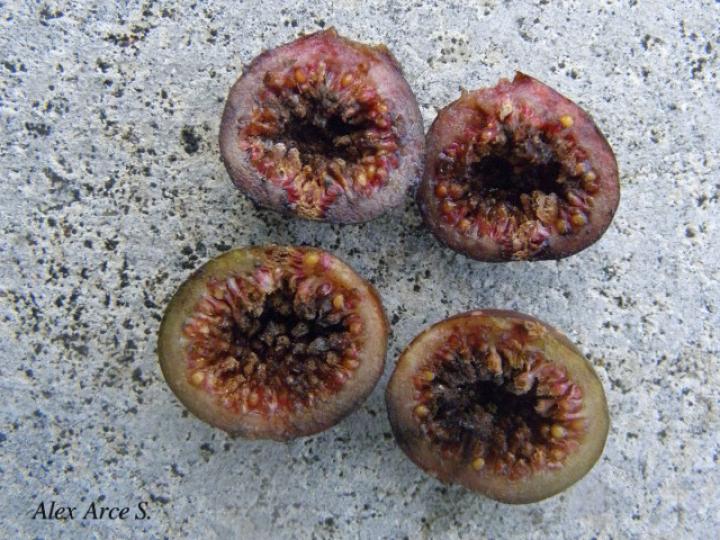 Ficus brevibracteata (Higuerón)