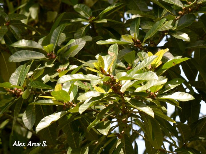 Ficus costaricana (Higuerón) Ficus costaricana (Higuerón)