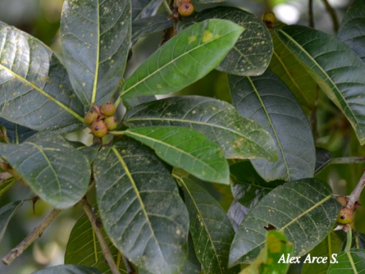 Ficus costaricana (Higuerón) Ficus costaricana (Higuerón)