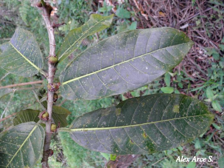 Ficus costaricana (Higuerón) Ficus costaricana (Higuerón)