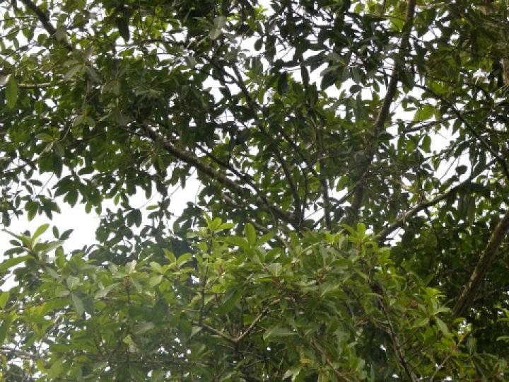 Ficus costaricana (Higuerón) Ficus costaricana (Higuerón)