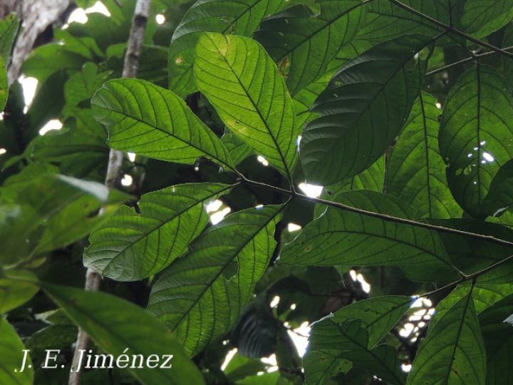 Guarea kunthiana (Cocora)