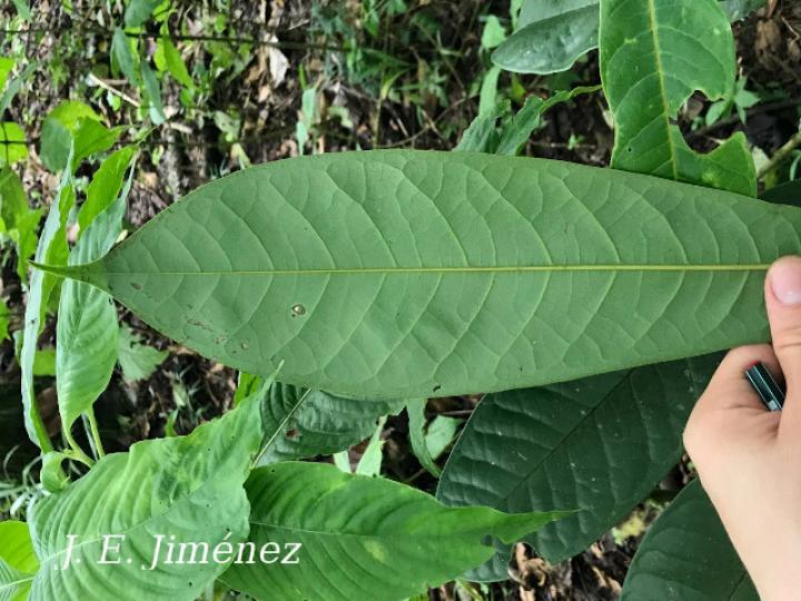 Guatteria aeruginosa (Anonillo)