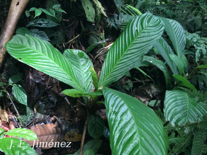 Hylaeanthe unilateralis