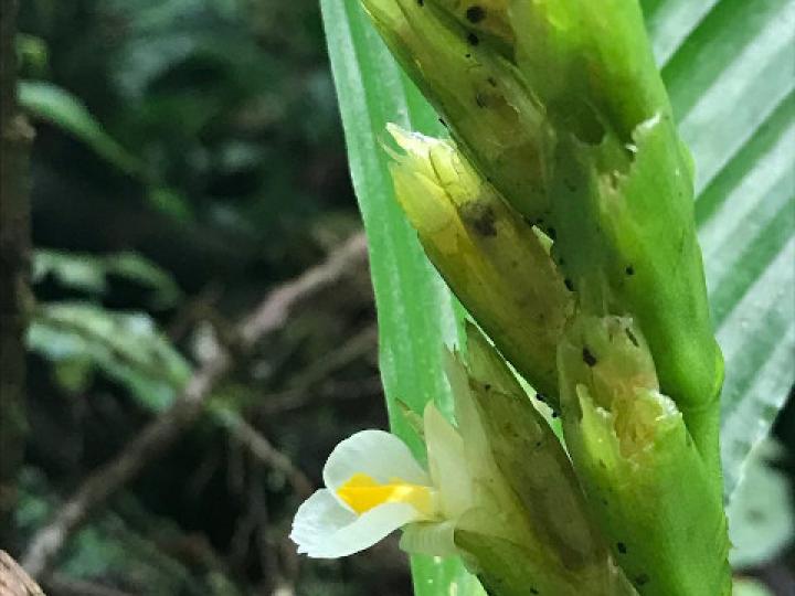Hylaeanthe unilateralis