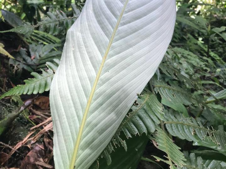 Hylaeanthe unilateralis