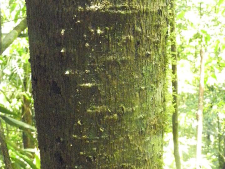 Jacaratia spinosa (Papayillo de montaña)