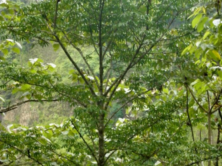 Jacaratia spinosa (Papayillo de montaña)