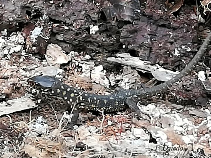 Lepidophyma flavimaculatum (Lagartija nocturna amarillopunteada)