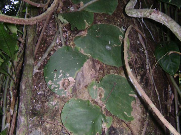 Monstera dissecta
