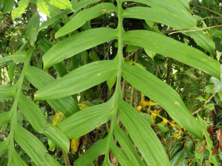 Monstera dissecta
