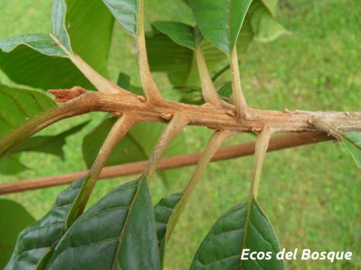 Pouteria torta (Níspero mamoncillo)