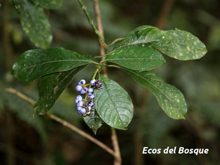 Psychotria brachiata