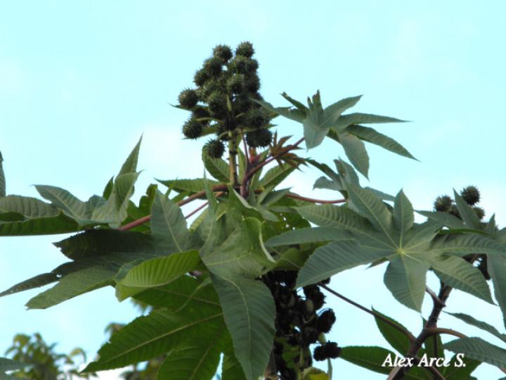 Ricinus communis (Higuerilla)