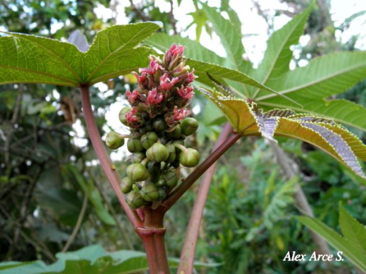 Ricinus communis (Higuerilla)