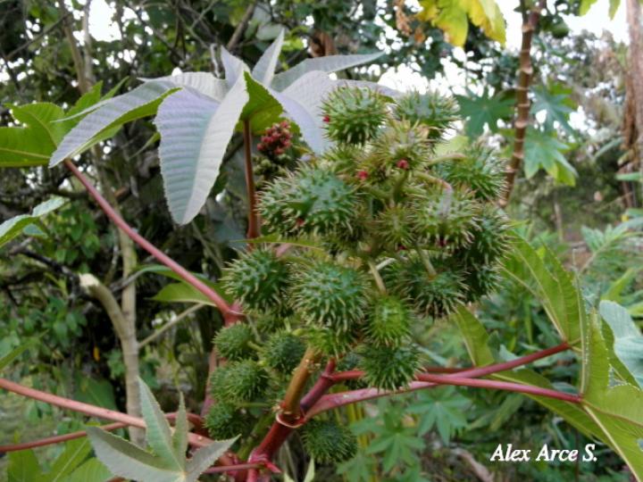 Ricinus communis (Higuerilla)