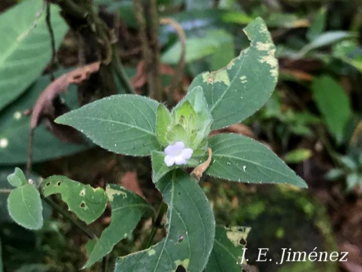 Ruellia costaricensis