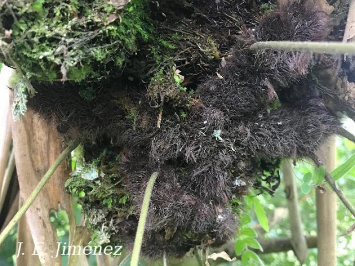 Serpocaulon dissimile