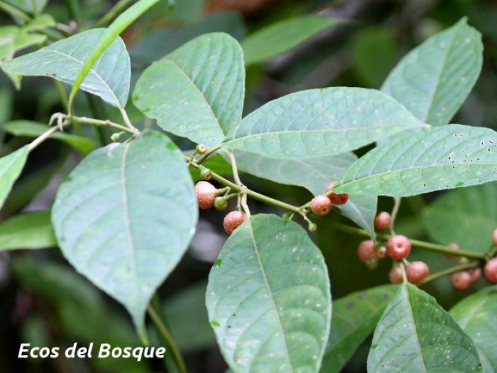 Siparuna thecaphora (Limoncillo)