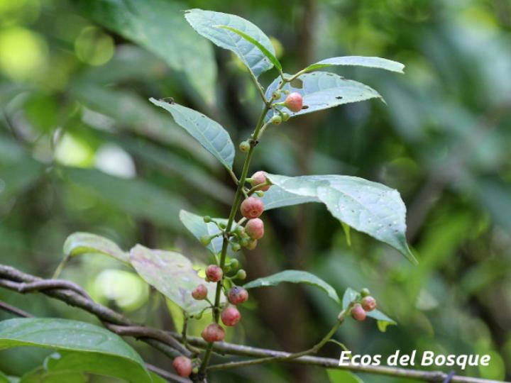 Siparuna thecaphora (Limoncillo)