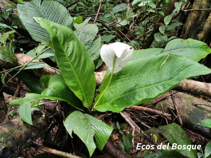 Spathiphyllum wendlandii Spathiphyllum wendlandii
