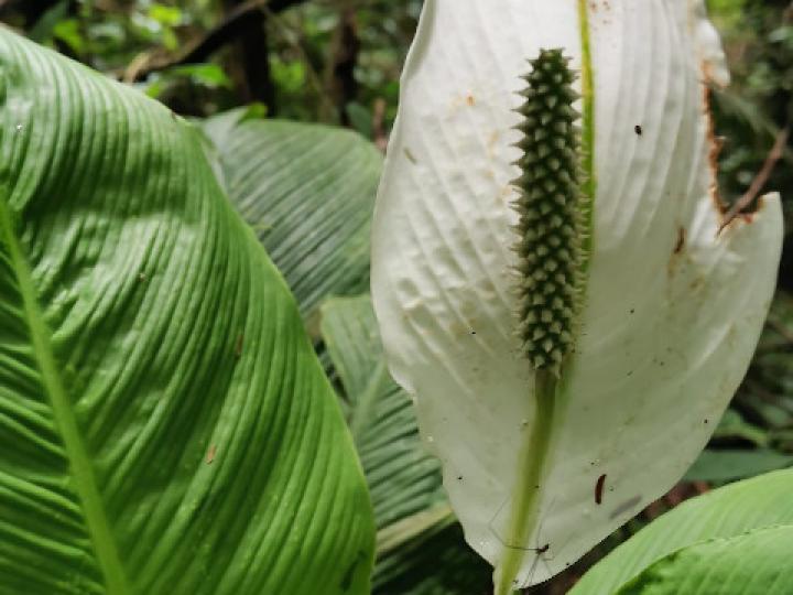 Spathiphyllum wendlandii Spathiphyllum wendlandii