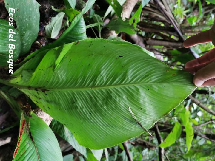 Spathiphyllum wendlandii Spathiphyllum wendlandii