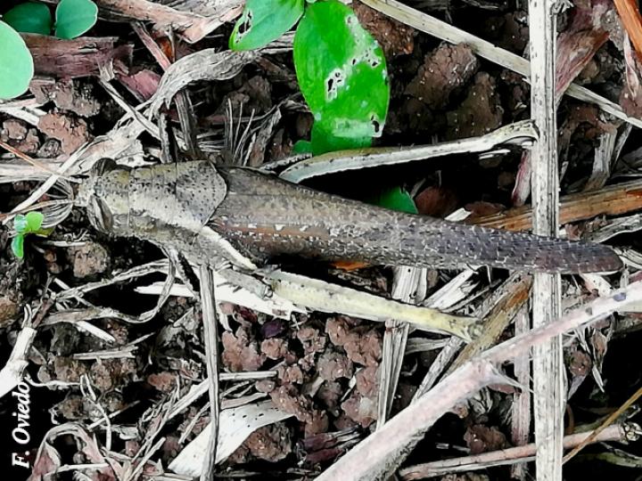 Abracris flavolineata (Saltamontes)