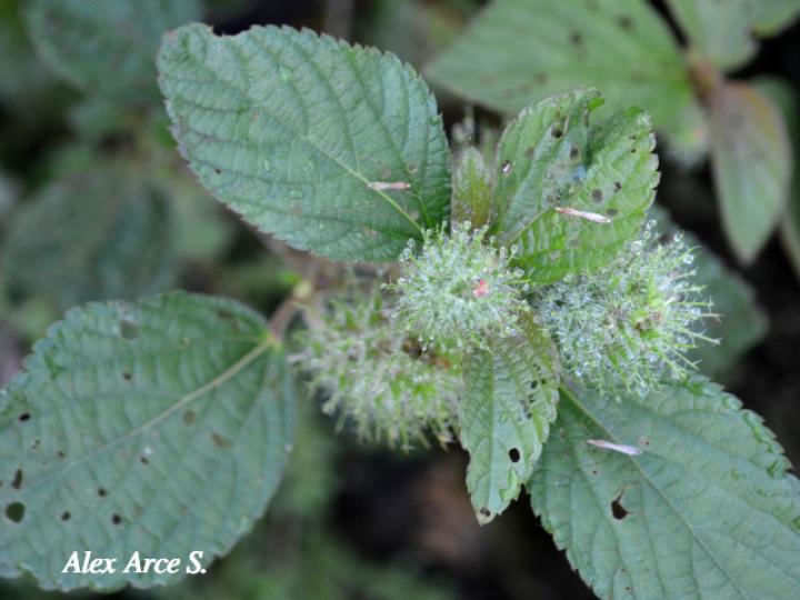 Acalypha arvensis (Gusanillo, Hierba meona)