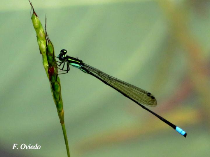 Acanthagrion speculum (Caballito de cola angulada)