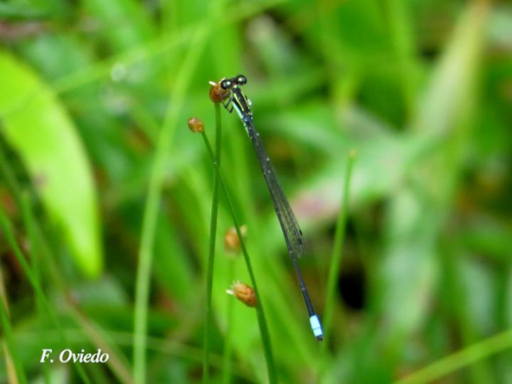 Acanthagrion speculum (Caballito de cola angulada)