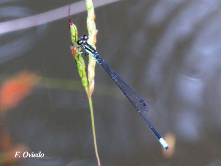 Acanthagrion speculum (Caballito de cola angulada)