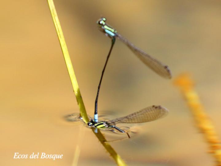 Acanthagrion speculum (Caballito de cola angulada)