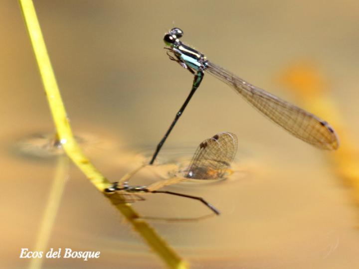 Acanthagrion speculum (Caballito de cola angulada)