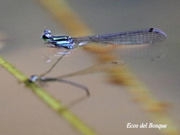 Acanthagrion speculum (Caballito de cola angulada)