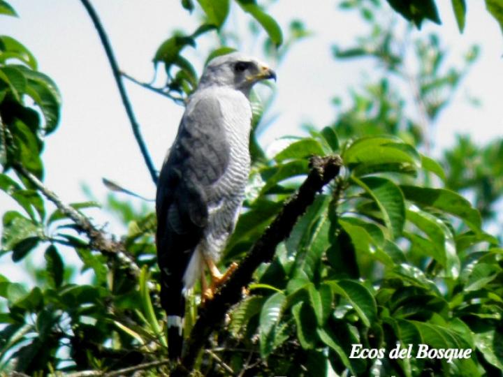 Buteo plagiatus (Gavilán gris)