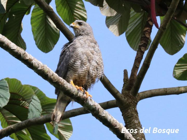 Buteo plagiatus (Gavilán gris)