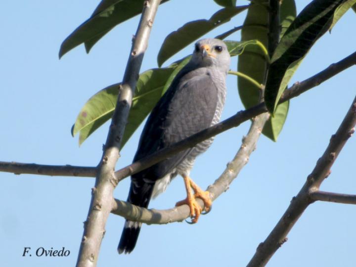 Buteo plagiatus (Gavilán gris)