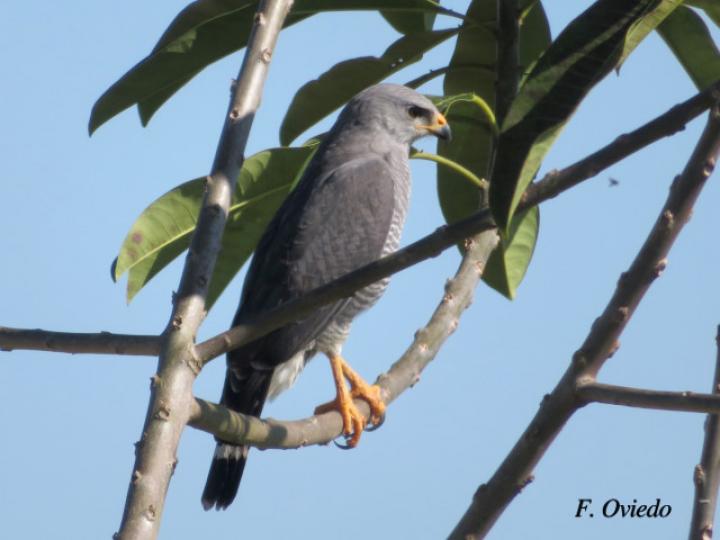 Buteo plagiatus (Gavilán gris)