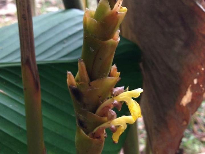 Calathea lutea (Bijagua)